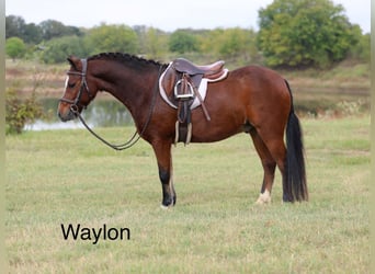 Welsh-C, Ruin, 6 Jaar, 112 cm, Roodbruin