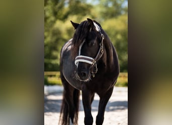 Welsh-C, Ruin, 6 Jaar, 130 cm, Zwart