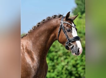 Welsh-C, Ruin, 6 Jaar, 134 cm, Donkere-vos