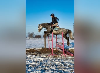 Welsh-C, Ruin, 6 Jaar, 138 cm, Schimmel