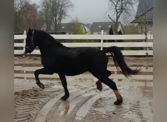 Welsh-C, Ruin, 7 Jaar, 137 cm, Zwart
