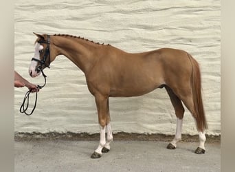 Welsh-C, Ruin, 8 Jaar, 128 cm, Donkere-vos
