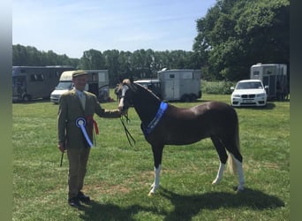 Welsh-C, Ruin, 8 Jaar, 138 cm, Roodvos