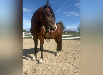 Welsh-C, Ruin, 9 Jaar, 137 cm, Bruin