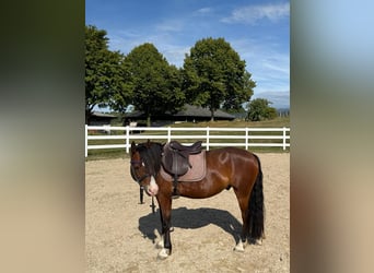 Welsh-C, Ruin, 9 Jaar, 137 cm, Bruin