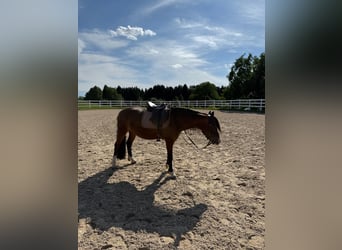 Welsh-C, Ruin, 9 Jaar, 137 cm, Bruin
