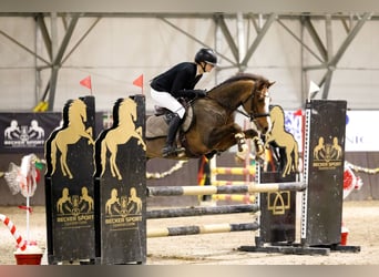 Welsh-C, Ruin, 9 Jaar, 141 cm, Donkere-vos