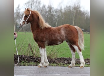 Welsh-C, Stallone, 1 Anno, 130 cm, Sauro