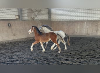 Welsh-C, Stallone, 1 Anno, 135 cm, Baio