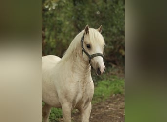 Welsh-C, Stallone, 2 Anni, 130 cm, Palomino