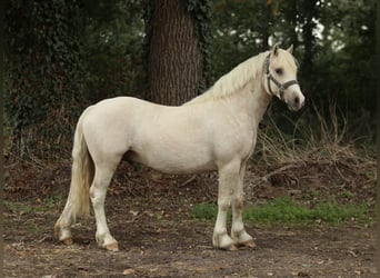 Welsh-C, Stallone, 2 Anni, 130 cm, Palomino