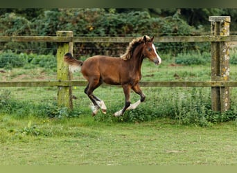 Welsh-C, Stallone, 2 Anni, 140 cm, Baio