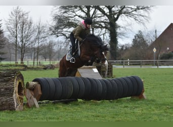 Welsh-C, Stallone, 5 Anni, 140 cm, Baio ciliegia