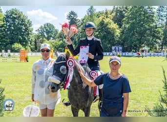 Welsh-C Mix, Stallone, 7 Anni, 138 cm, Grigio pezzato