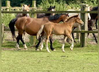 Welsh-C, Stallone, Puledri
 (05/2024), 135 cm, Baio