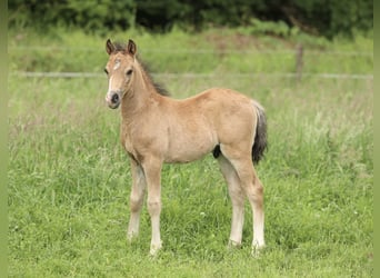 Welsh-C, Stallone, Puledri (04/2026), 135 cm, Baio