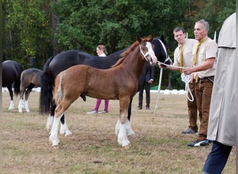Welsh-C, Stallone, Puledri (05/2026), 136 cm, Sauro scuro