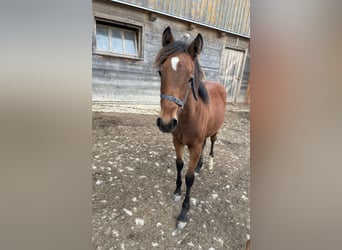 Welsh-C, Stallone, Puledri
 (05/2023), 145 cm, Baio