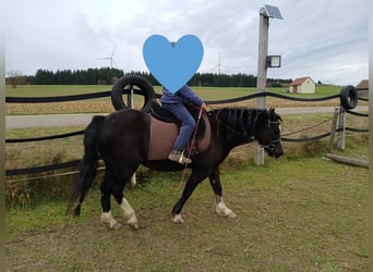 Welsh-C, Stute, 10 Jahre, 127 cm, Dunkelfuchs