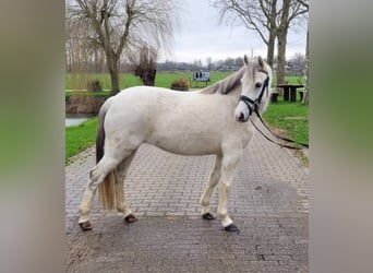 Welsh-C, Stute, 10 Jahre, 131 cm, Schimmel