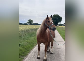 Welsh-C Mix, Stute, 10 Jahre, 160 cm, Fuchs