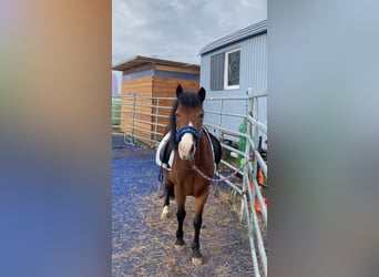 Welsh-C Mix, Stute, 11 Jahre, 125 cm, Brauner