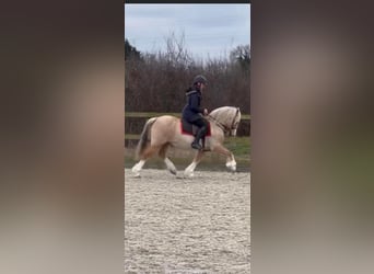 Welsh-C, Stute, 11 Jahre, 133 cm, Palomino