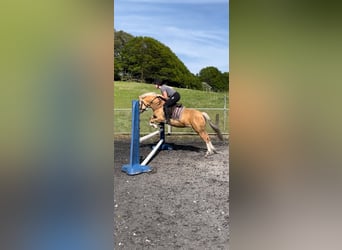 Welsh-C, Stute, 11 Jahre, 133 cm, Palomino