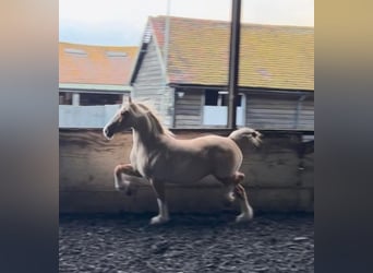Welsh-C, Stute, 11 Jahre, 133 cm, Palomino