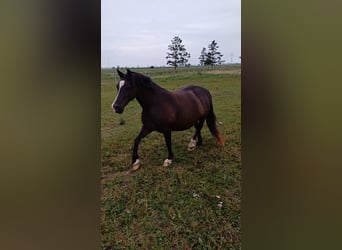 Welsh-C, Stute, 12 Jahre, 131 cm, Dunkelbrauner