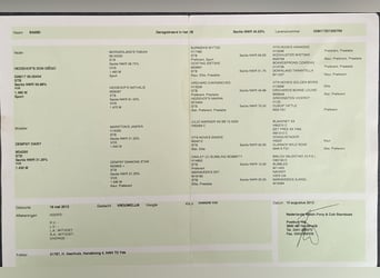 Welsh-C, Stute, 12 Jahre, 136 cm, Fuchs