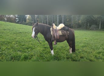 Welsh-C, Stute, 12 Jahre, 140 cm, Fuchs