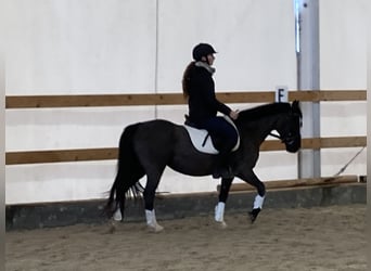 Welsh-C, Stute, 13 Jahre, 130 cm, Rappe