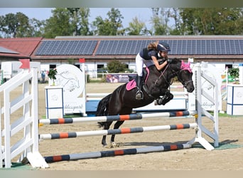 Welsh-C Mix, Stute, 14 Jahre, 128 cm, Rappe