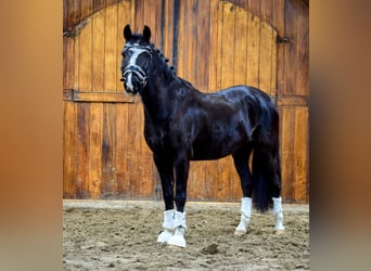 Welsh-C, Stute, 14 Jahre, 133 cm, Rappe