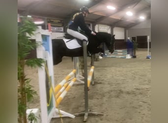 Welsh-C, Stute, 14 Jahre, 133 cm, Rappe