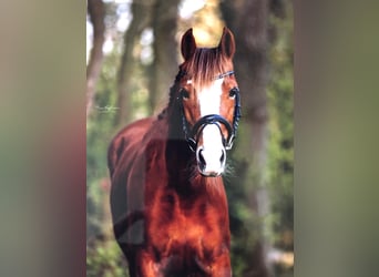 Welsh-C, Stute, 14 Jahre, 137 cm, Fuchs