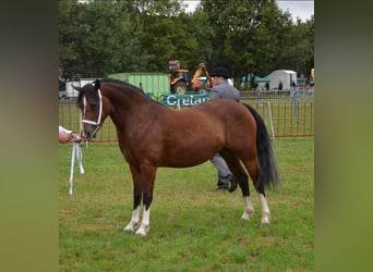 Welsh-C, Stute, 14 Jahre, 137 cm, Rotbrauner