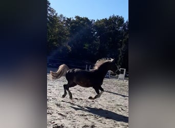 Welsh-C, Stute, 14 Jahre, 138 cm, Dunkelfuchs