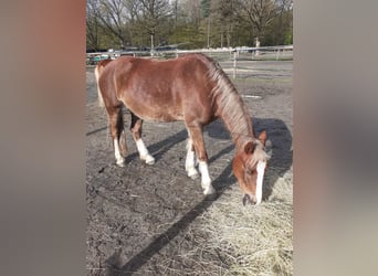 Welsh-C, Stute, 14 Jahre, 138 cm, Dunkelfuchs