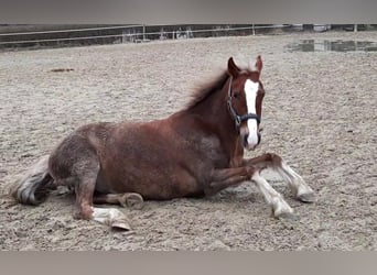 Welsh-C, Stute, 14 Jahre, 138 cm, Dunkelfuchs