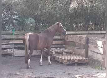 Welsh-C, Stute, 14 Jahre, 138 cm, Dunkelfuchs