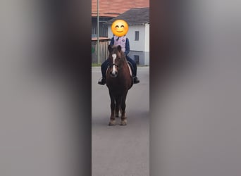 Welsh-C Mix, Stute, 15 Jahre, 135 cm, Dunkelfuchs