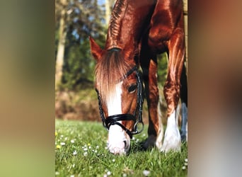 Welsh-C, Stute, 15 Jahre, 137 cm, Fuchs