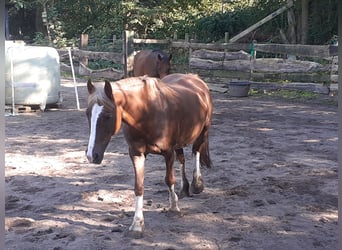 Welsh-C, Stute, 15 Jahre, 138 cm, Dunkelfuchs