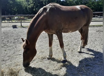 Welsh-C, Stute, 15 Jahre, 138 cm, Dunkelfuchs