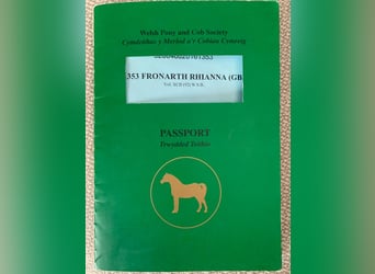 Welsh-C, Stute, 15 Jahre, 155 cm, Brauner