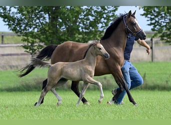 Welsh-C, Stute, 16 Jahre, 136 cm, Brauner