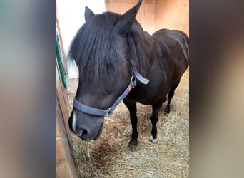 Welsh-C, Stute, 17 Jahre, 135 cm, Dunkelbrauner