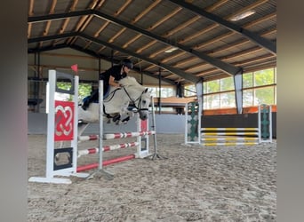 Welsh-C, Stute, 18 Jahre, 134 cm